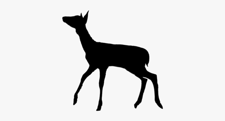 Cute Deer Png Transparent Images - Roe Deer, Transparent Clipart