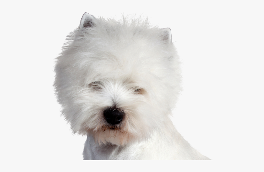 Clip Art Pictures Of Westies - West Highland White Terrier, Transparent Clipart