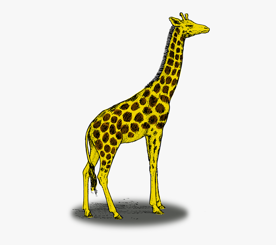 Giraffe Side View Drawing, Transparent Clipart