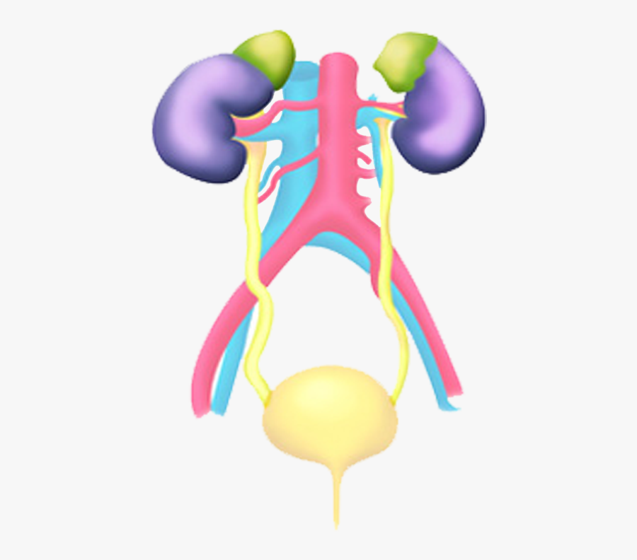 Kidney Clipart Urinary System, Transparent Clipart