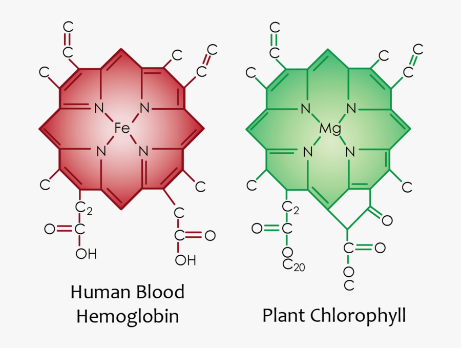 Red Blood Cell - Molecula De La Clorofila, Transparent Clipart