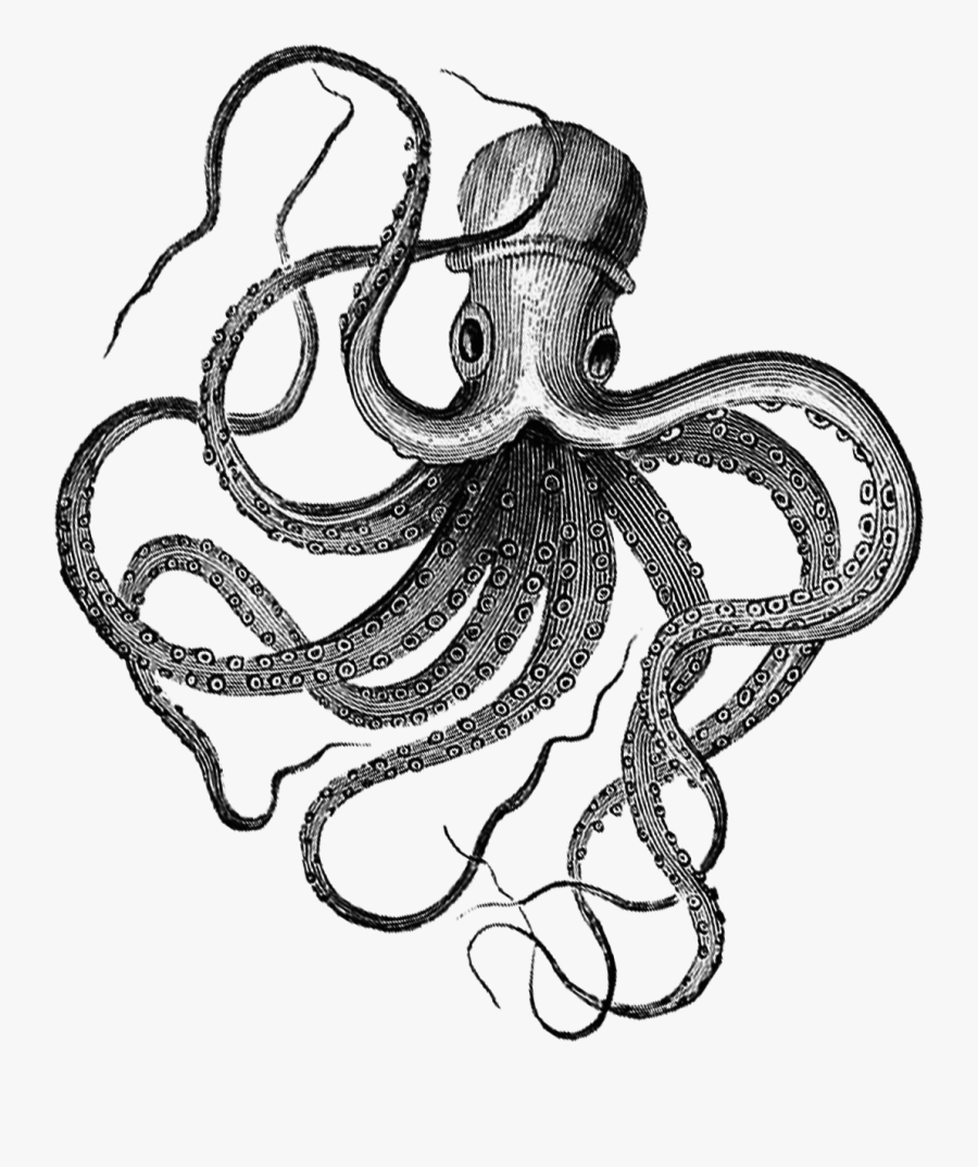 Drawing At Getdrawings Com - Drawing Blue Ring Octopus , Free ...