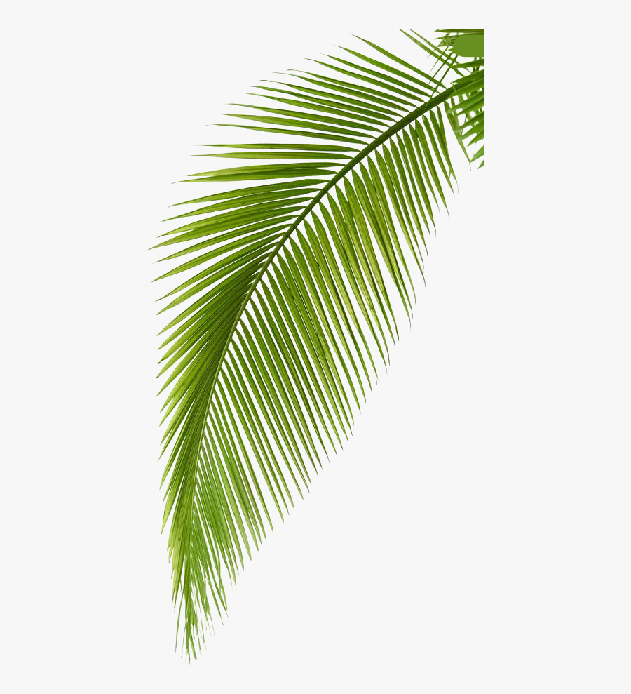 Transparent Leaf Branch Clipart - Palm Tree Artwork, Transparent Clipart