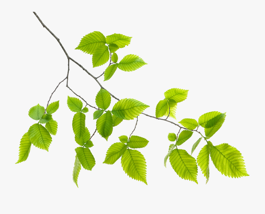 Hd Green Leaf Free - Green Leaf Branch Png, Transparent Clipart