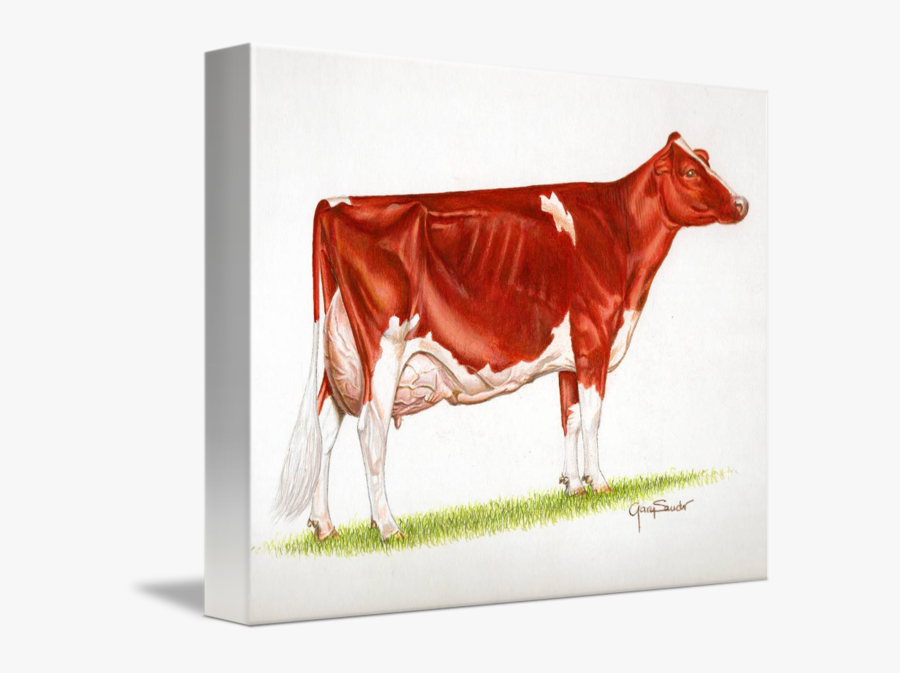 Transparent 5sos Clipart - Red And White Cow Drawing, Transparent Clipart