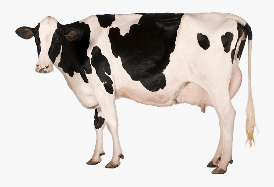 Paddock To Plate Milk, Transparent Clipart