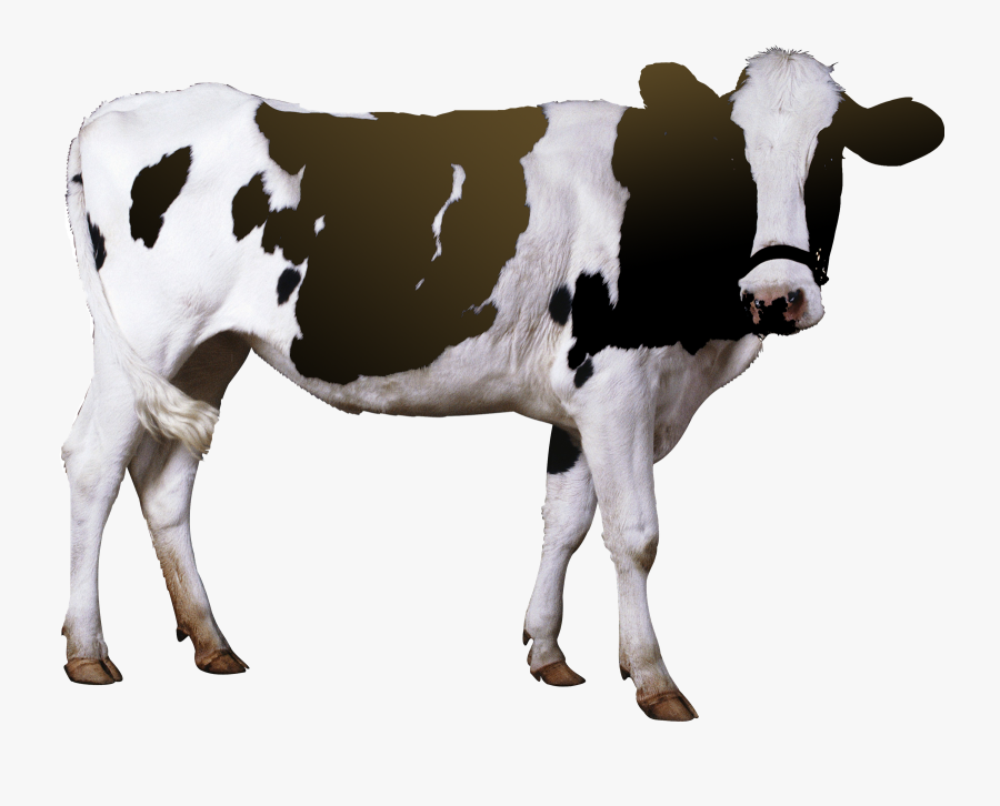 Transparent Wild Animals Png - Cow De Horn Machine, Transparent Clipart