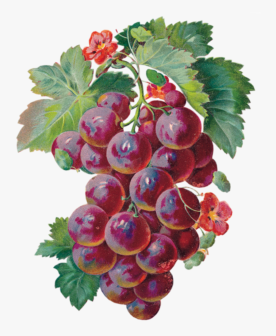 Laminas Para Decoupage Art - Sour Grapes Gif, Transparent Clipart