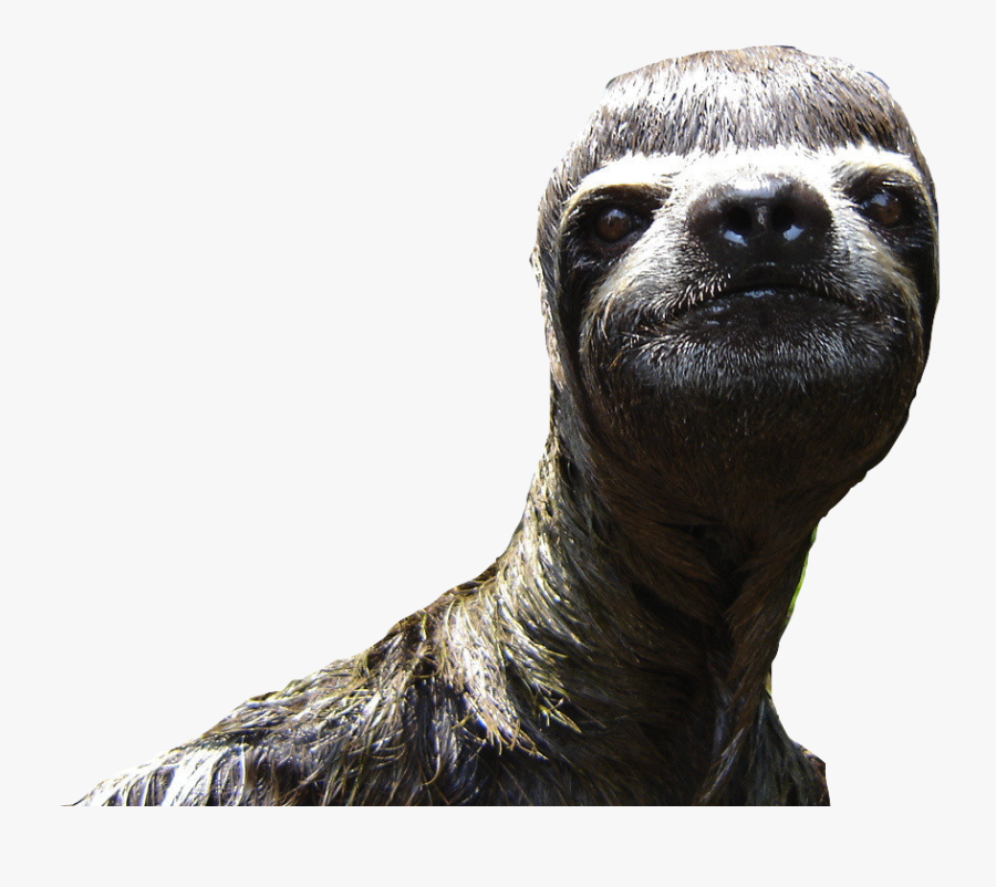 Sloth Animal Desktop Wallpaper - Funny Sloth, Transparent Clipart