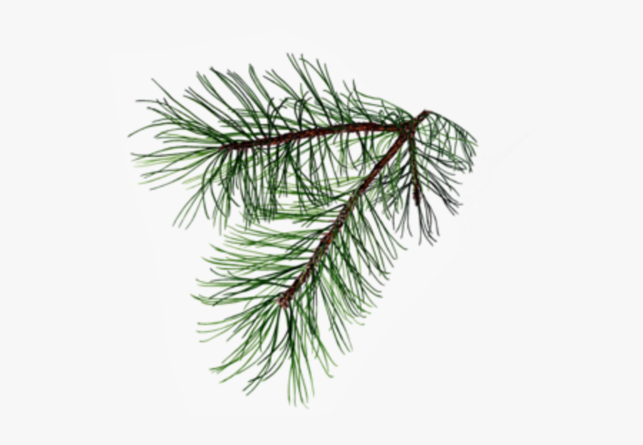 Pine Needles Branch Drawing , Free Transparent Clipart ClipartKey