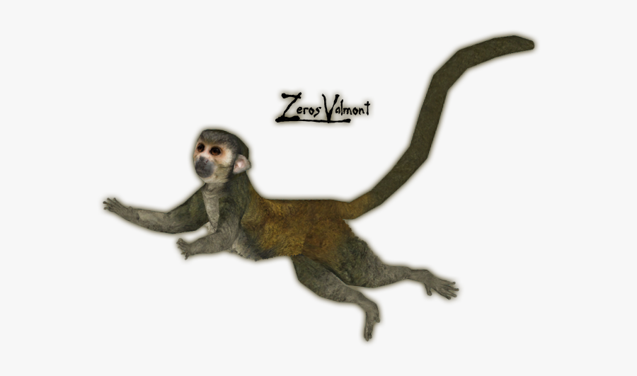Spider Monkey Monkey Tail Clipart - Zoo Tycoon 2 Squirrel Monkey, Transparent Clipart