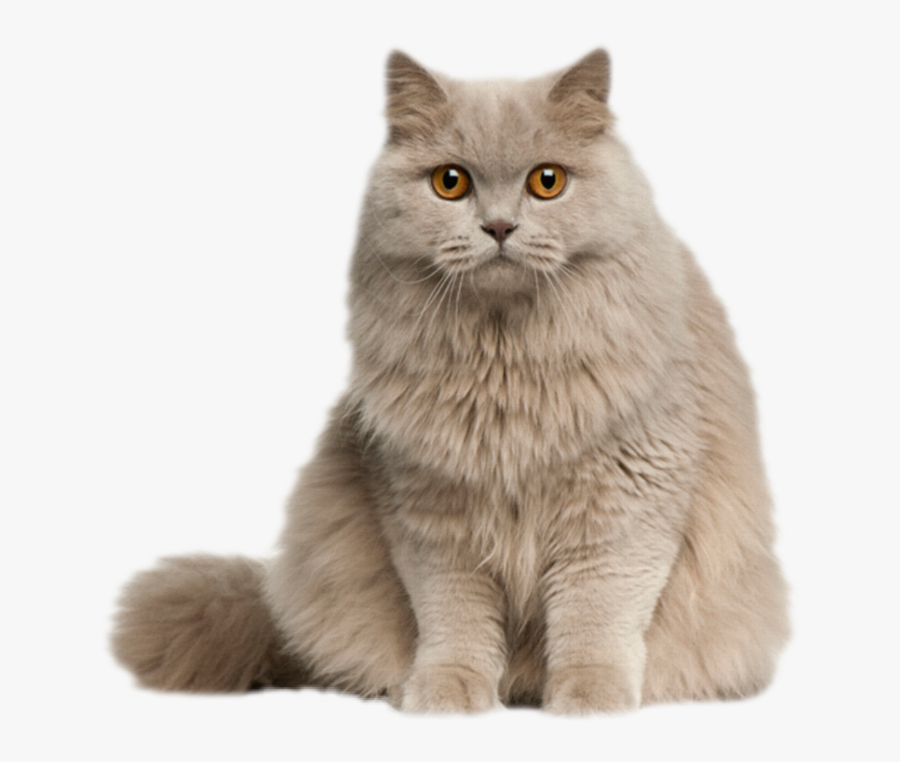 #cat #kitten #kitty #feline #fluffy #longhair #gray - Long Hair English Cat, Transparent Clipart