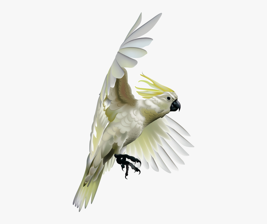 Cockatoo Vector, Transparent Clipart
