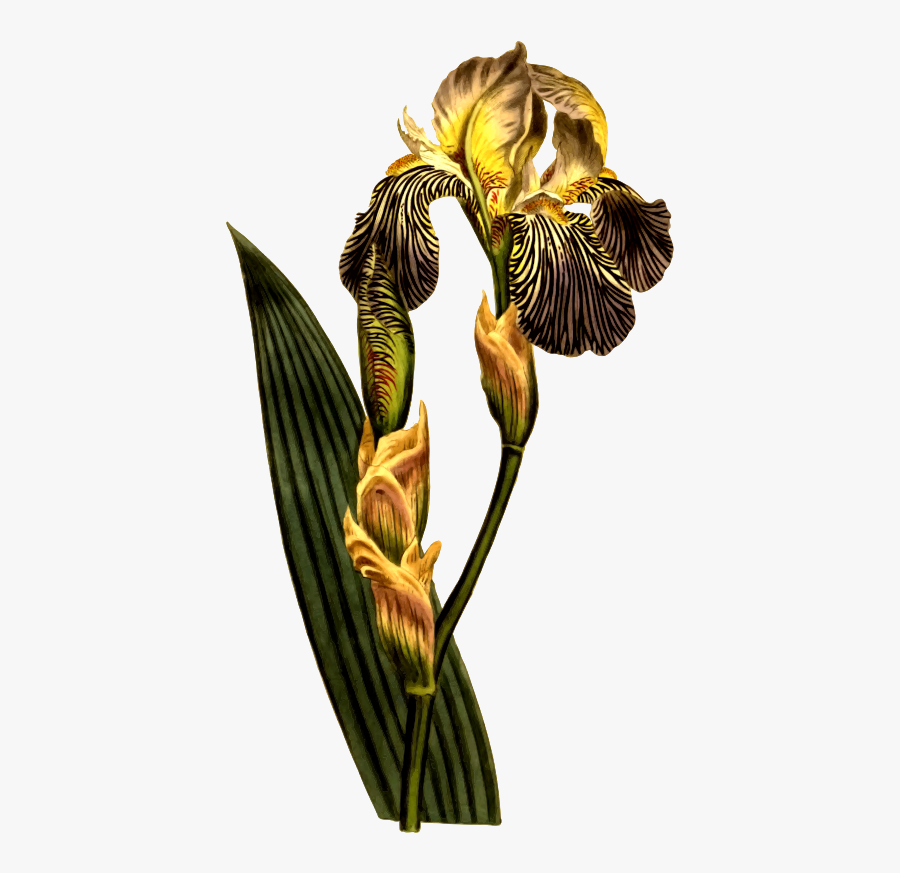 Botany, Transparent Clipart