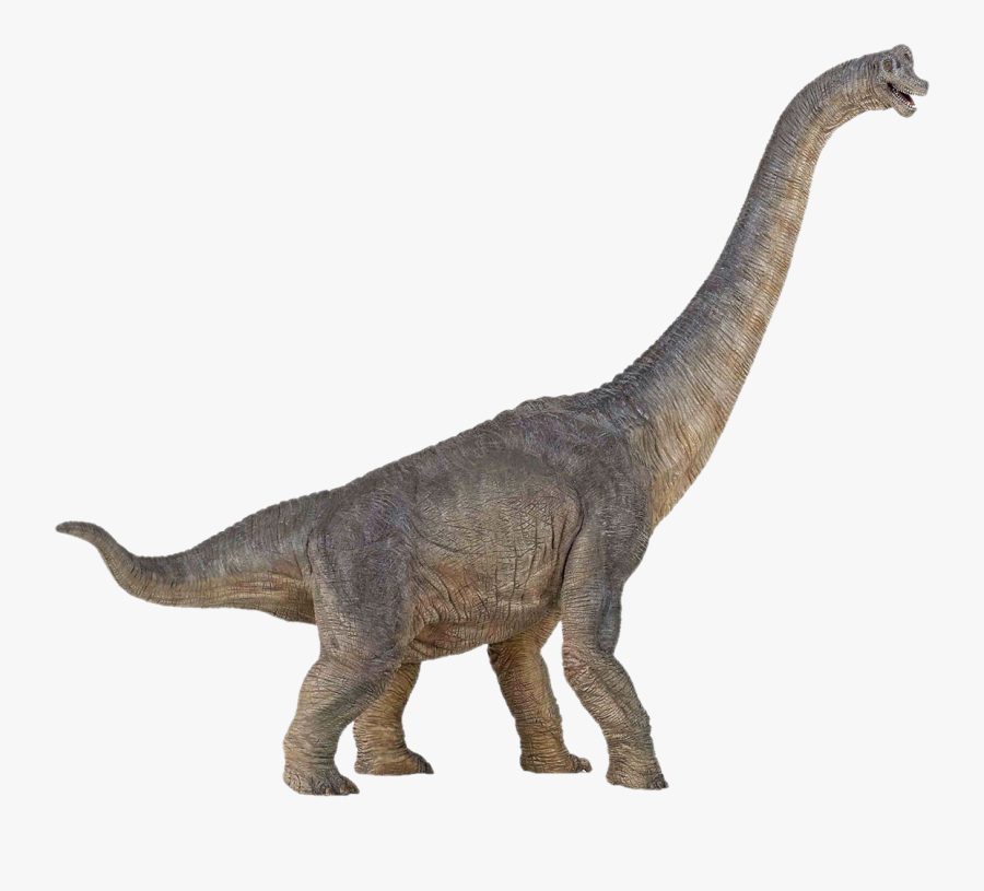 Brachiosaurus Dinosaur Size Stegosaurus Spinosaurus - Dinosaurs Png, Transparent Clipart