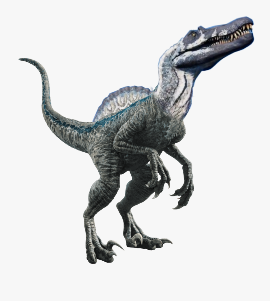 #spinosaurus #jurassicworld #velociraptor #utahraptor - Velociraptor Blue, Transparent Clipart