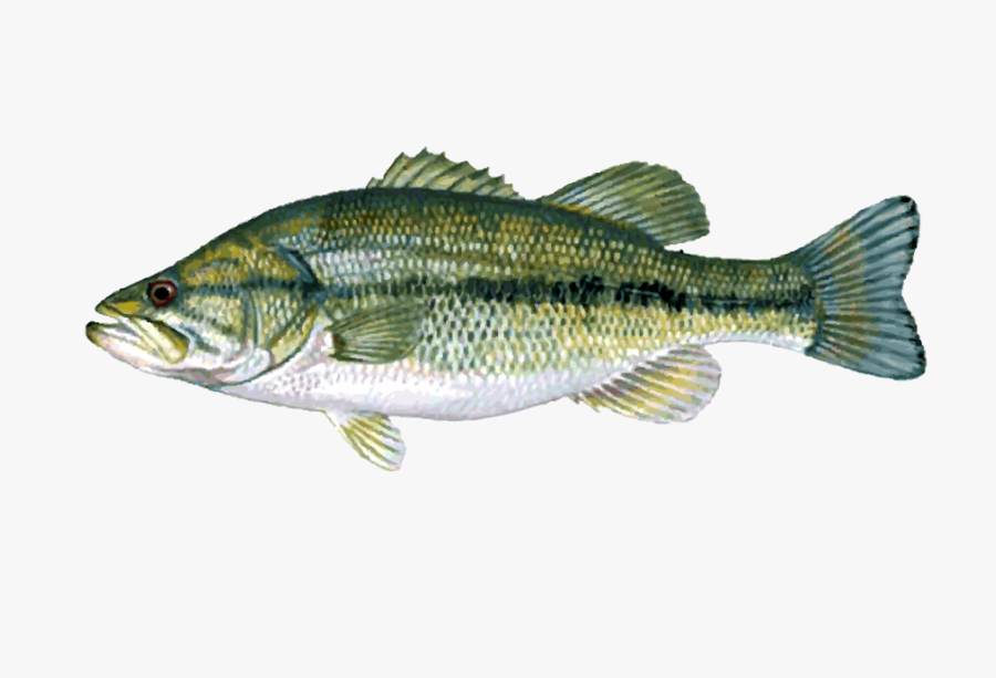 Smallmouth Vs Largemouth Vs Spotted Bass , Free Transparent Clipart ...