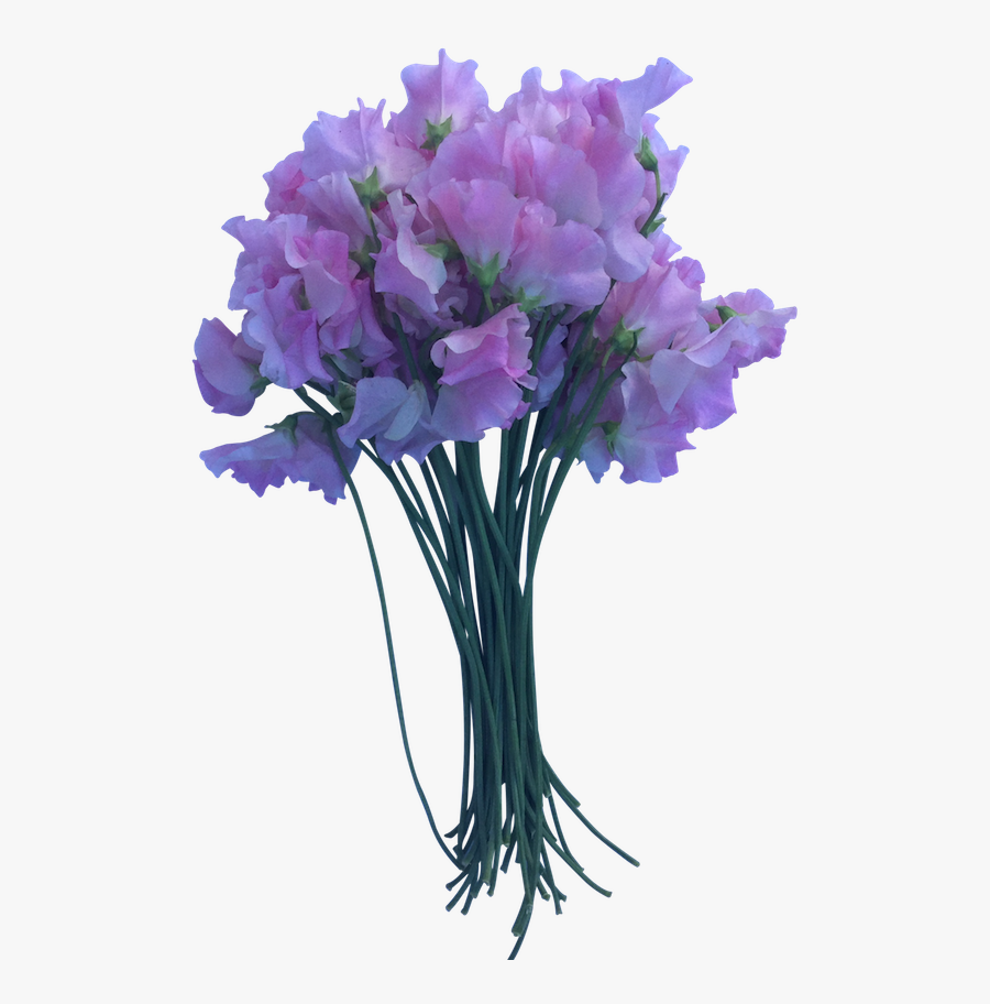 Sweet Pea Png - Flowers Sweet Pea Png, Transparent Clipart