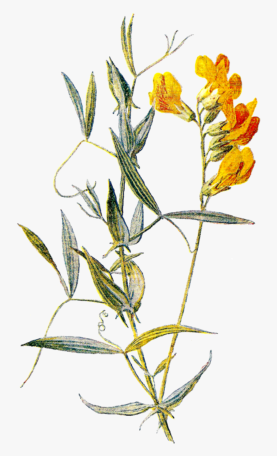 Transparent Wild Flowers Clipart - Botanical Flower Stem Png, Transparent Clipart