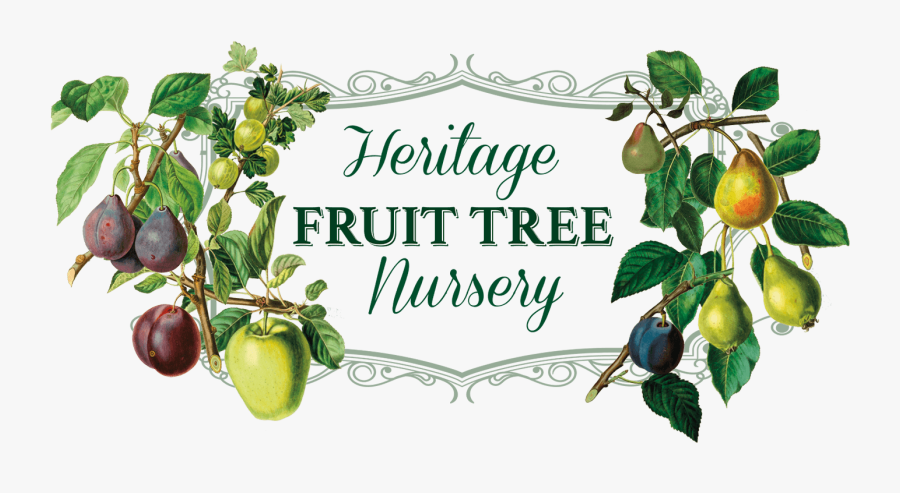 Heritage Fruit Tree Nursery Logo - Heritage Fruit Trees, Transparent Clipart