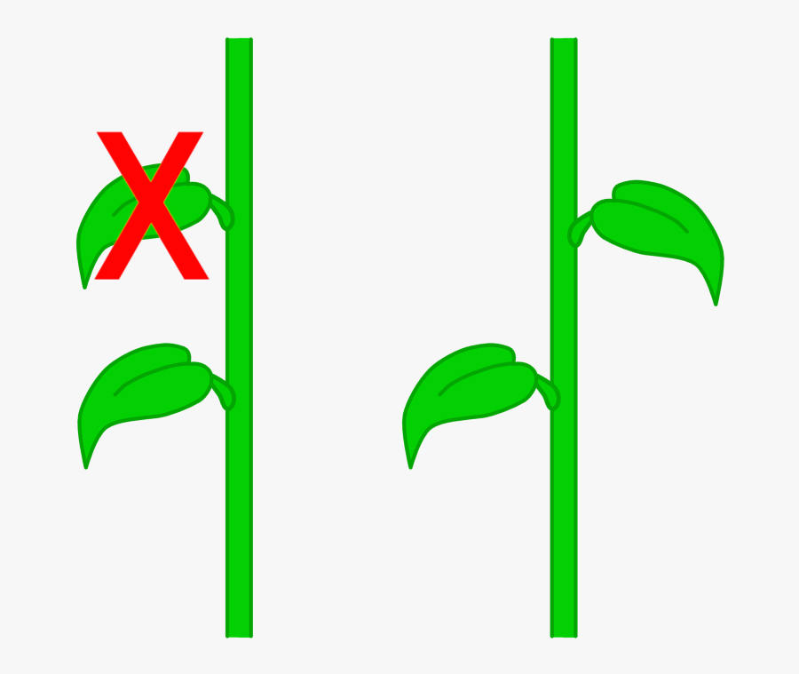 Leaf Arrangements - Leaf Angle, Transparent Clipart