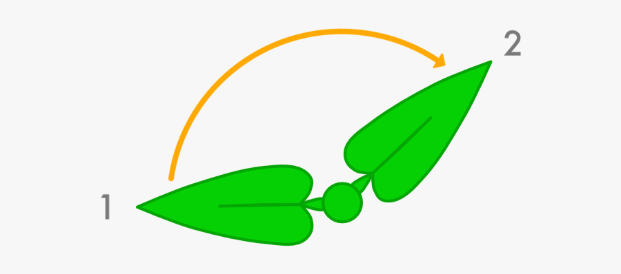 Leaf Growth, Transparent Clipart