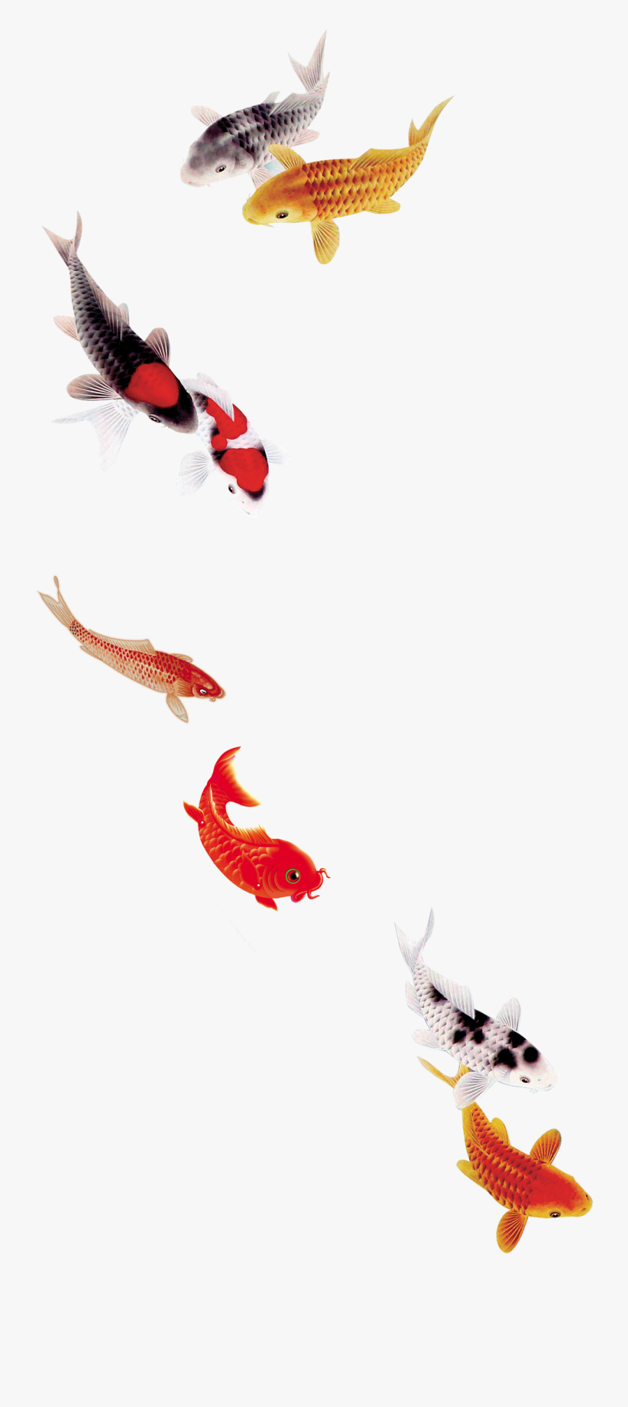 #koi #fish - Transparent Koi Fish Png, Transparent Clipart