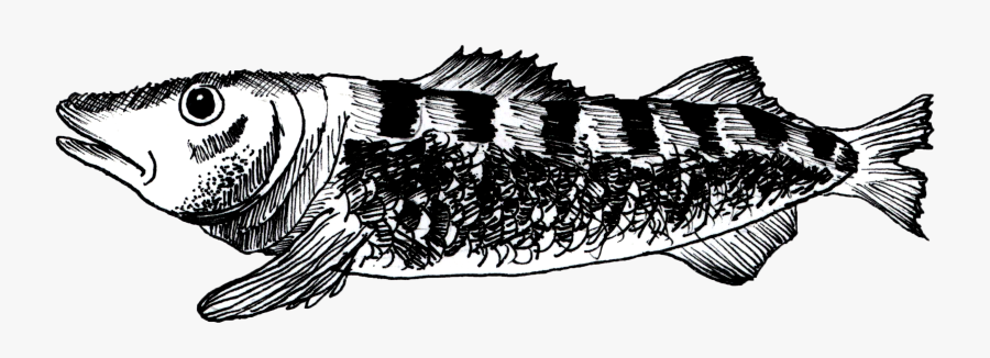 Tessellation Drawing Koi Fish - Illustration, Transparent Clipart