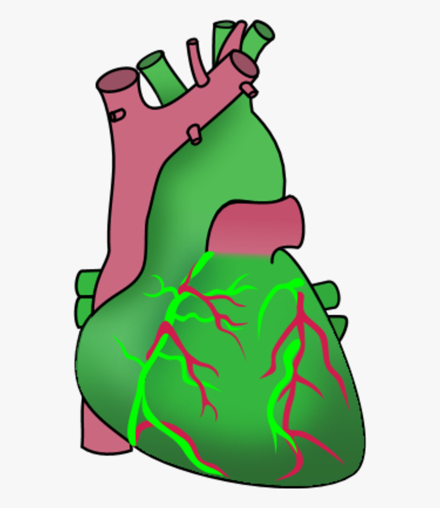 Vector Clip Art - Heart Diagram Clip Art, Transparent Clipart