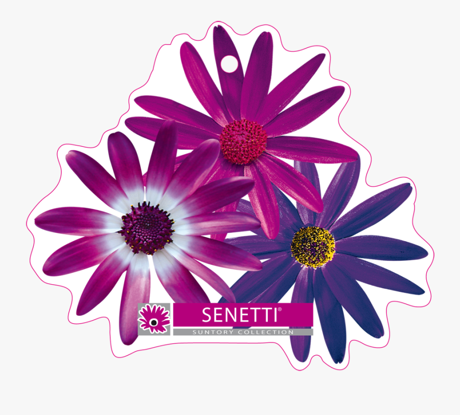 Transparent Clipart Kiste - African Daisy, Transparent Clipart