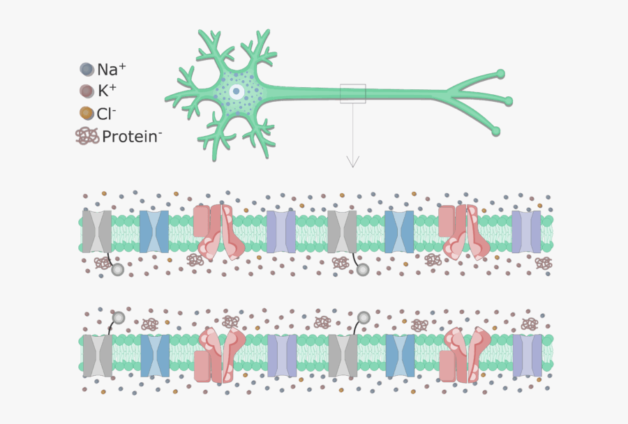 An Image Showing The Cell Membrane Of An Axon Enlarged, - Axon Of A Neuron At Rest, Transparent Clipart