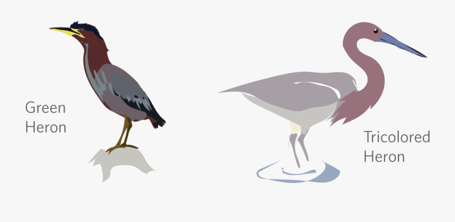 Seabird, Transparent Clipart