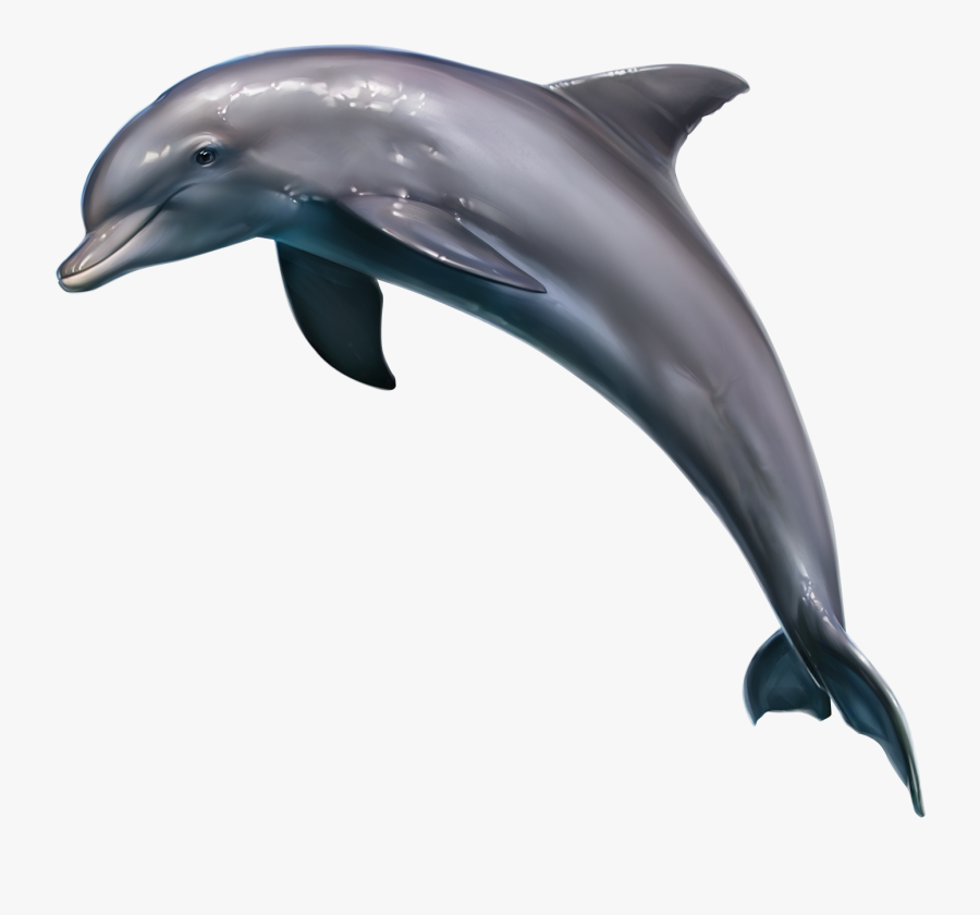 Clipart Dolphin Realistic - Realistic Dolphin Clipart, Transparent Clipart