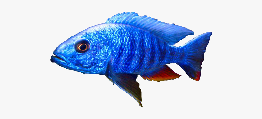 Clip Art Blue Dolphin Cichlid - Aquarium, Transparent Clipart