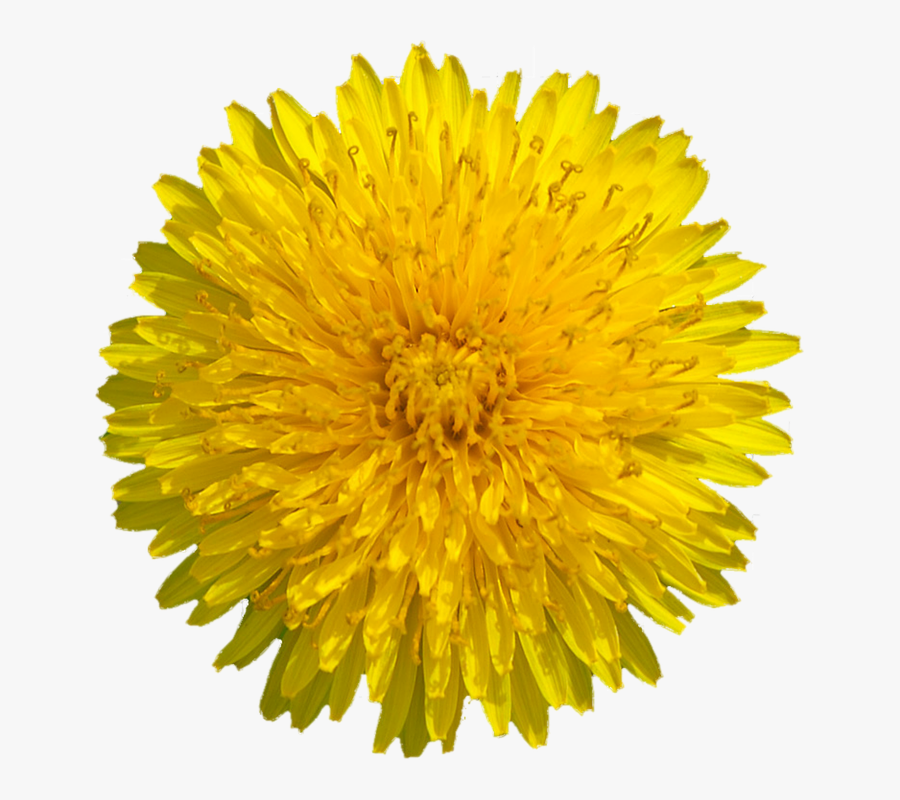 Dandelion Flower Png - Yellow Dandelion Png , Free ...