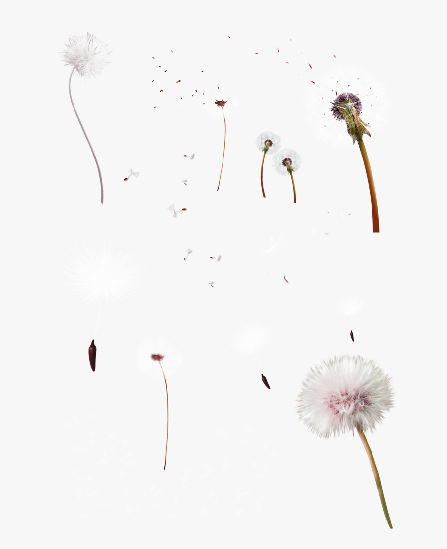 Transparent Dandelion Clip Art - Fireworks, Transparent Clipart