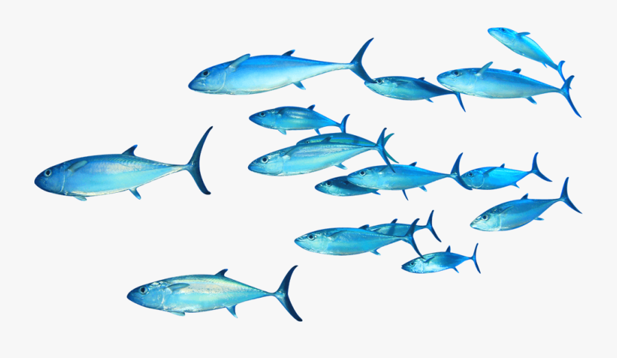 Free Clipart Tuna Fish - Transparent Background Fish Swimming Png, Transparent Clipart