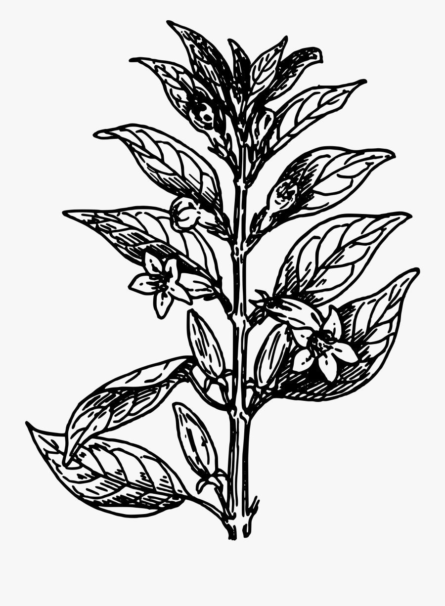 Sesame 2 - Adult Plant Black And White, Transparent Clipart