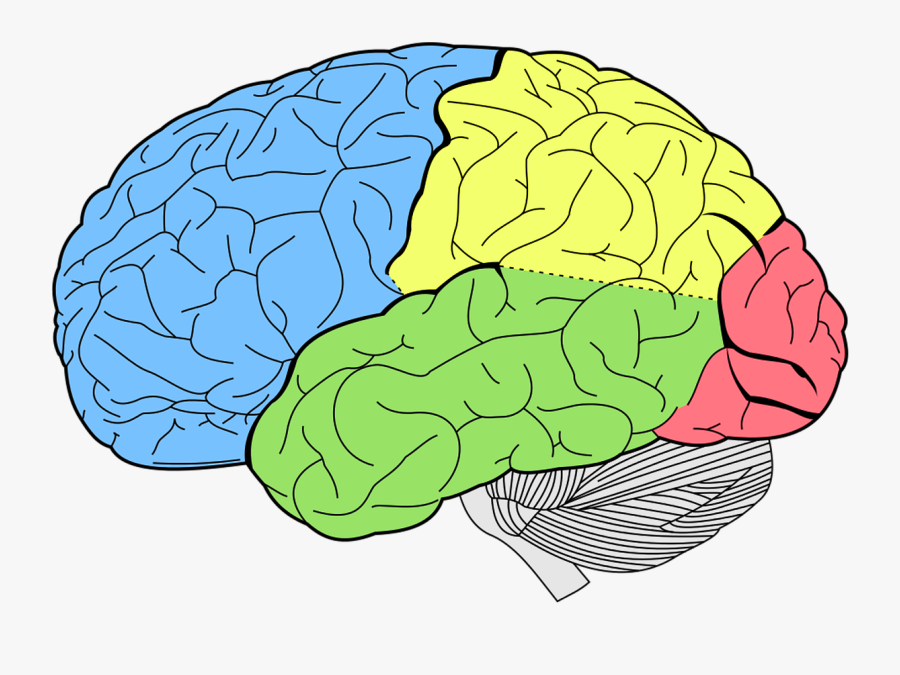 Brain Clipart Biology - Lobes Of The Brain, Transparent Clipart