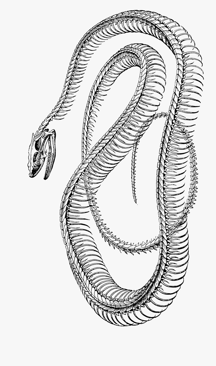 Free Vintage Clip Art - Snake Skeleton Png, Transparent Clipart
