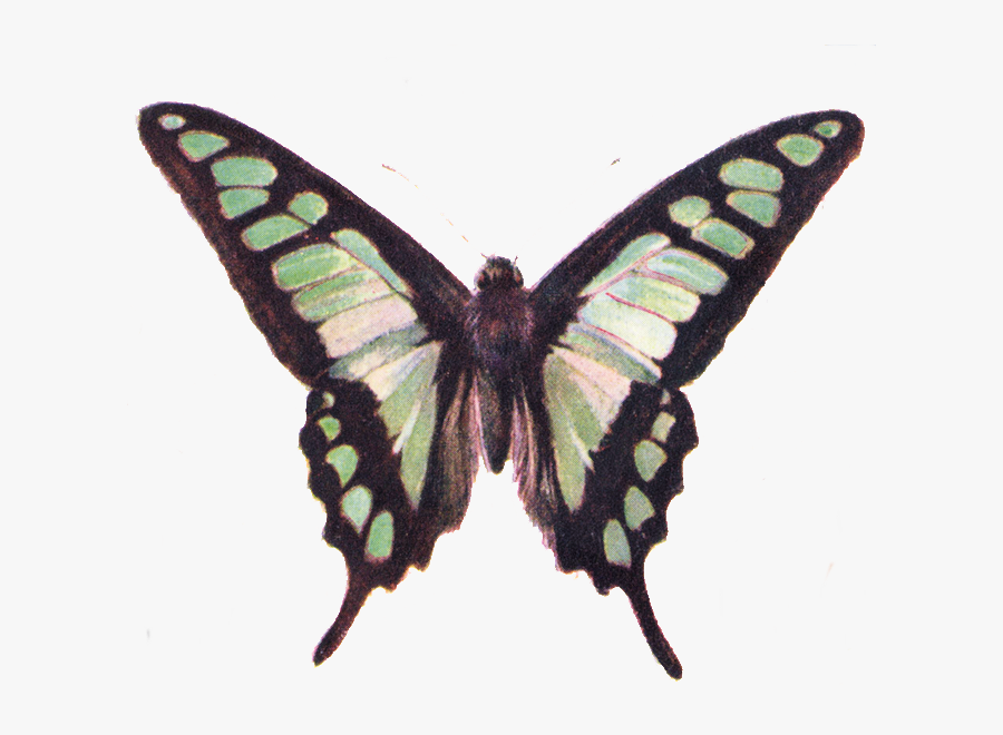 Vintage Butterfly Png, Transparent Clipart