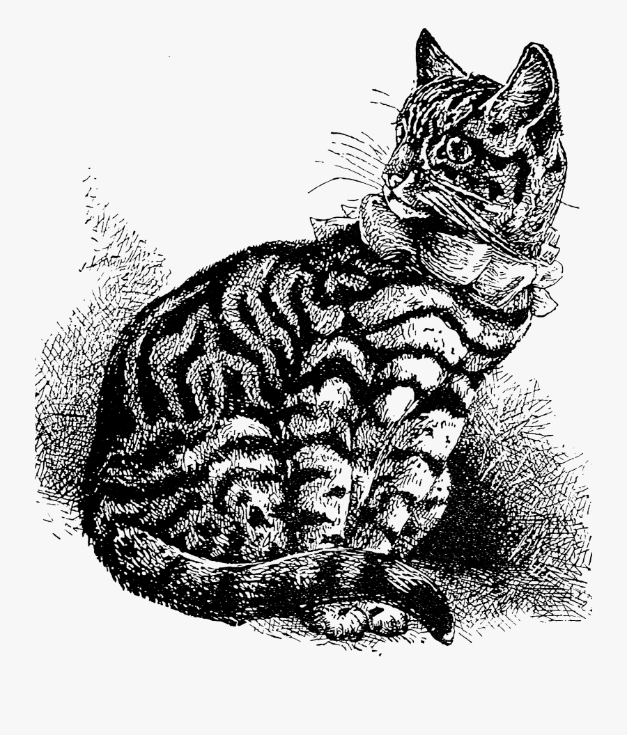 2155 Cat Free Vintage Clip Art , Png Download - Domestic Short-haired Cat, Transparent Clipart