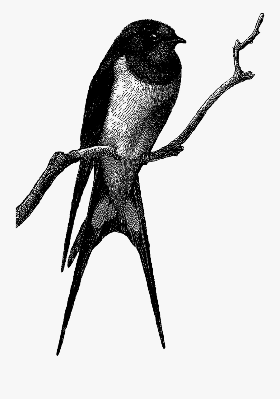 Vintage Bird Artwork Illustration Downloads - Illustration Of Swallow, Transparent Clipart