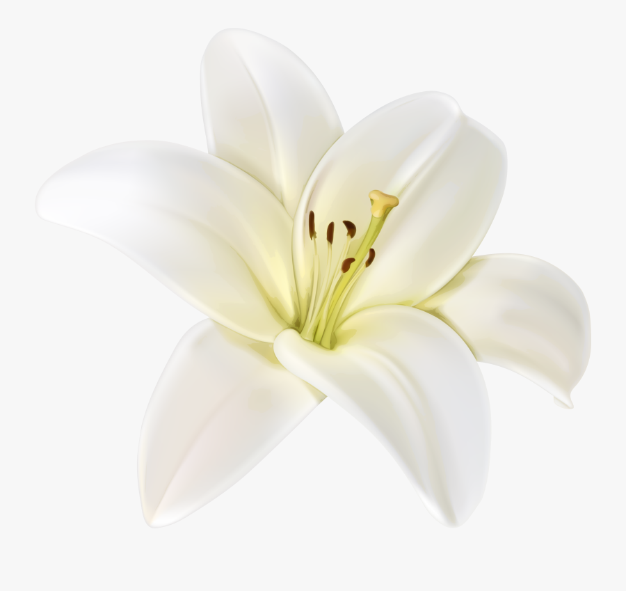 Beautiful White Flower Png Clipart Image - White Flower, Transparent Clipart