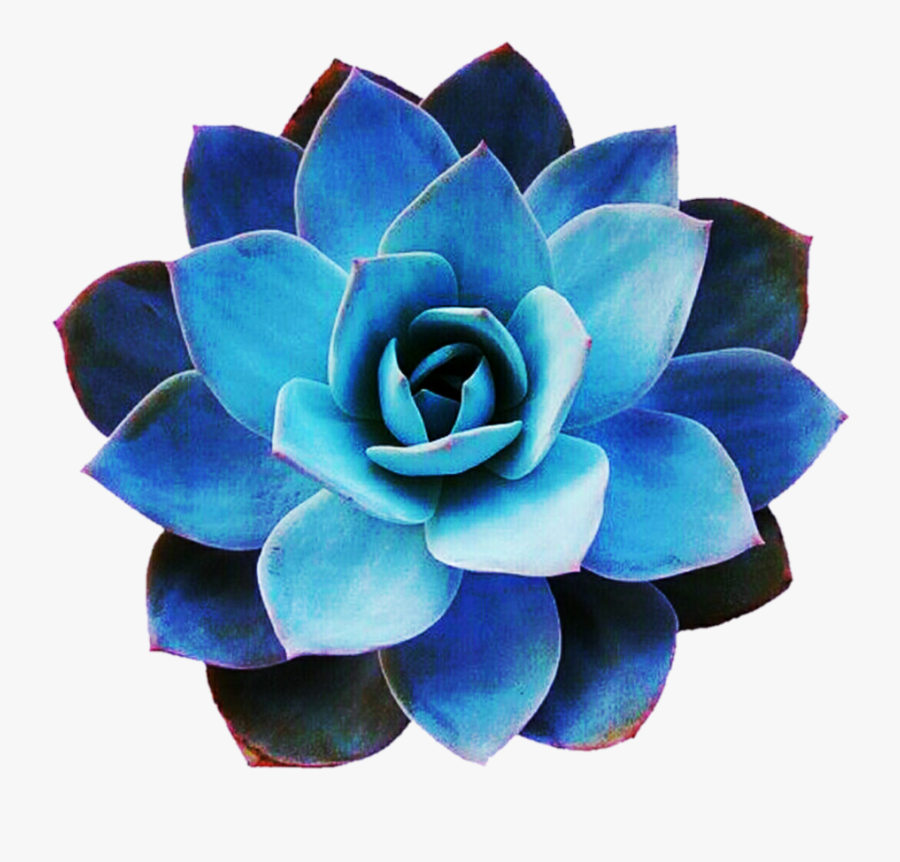 Blue Succulents Png, Transparent Clipart