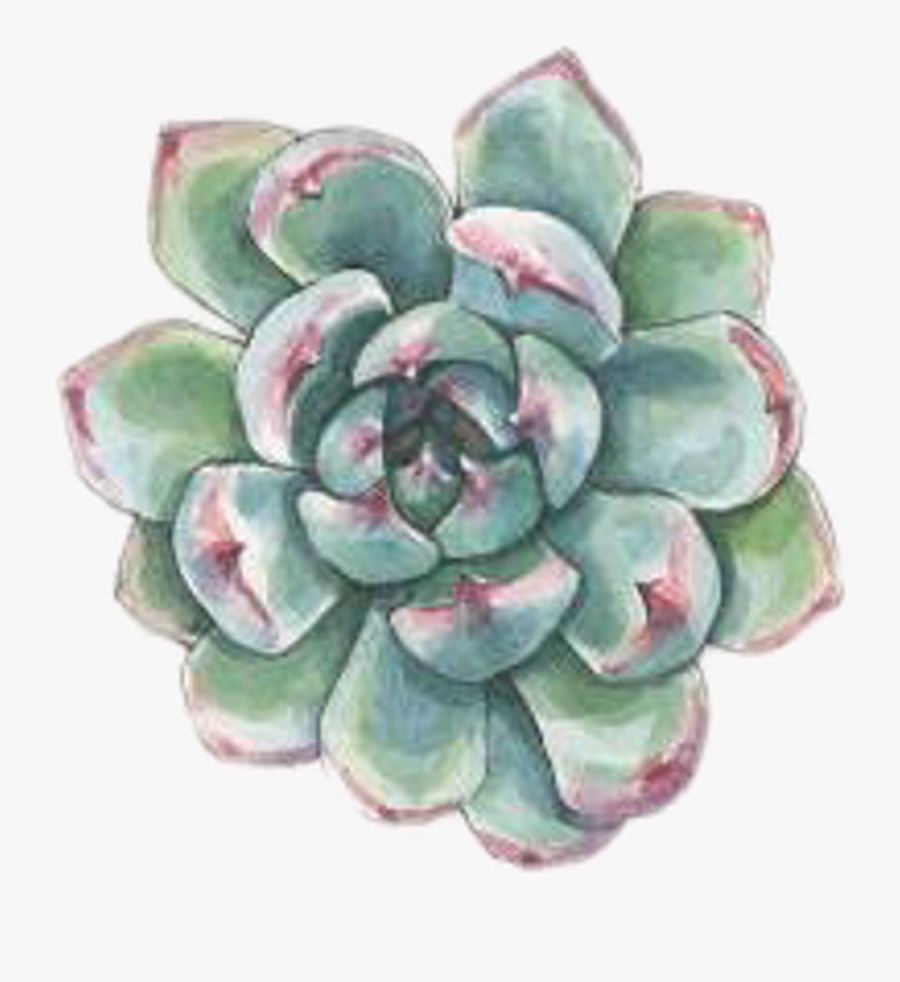 #art #watercolor #succulent #succulents #plant #plants - Watercolor Succulent Clip Art, Transparent Clipart