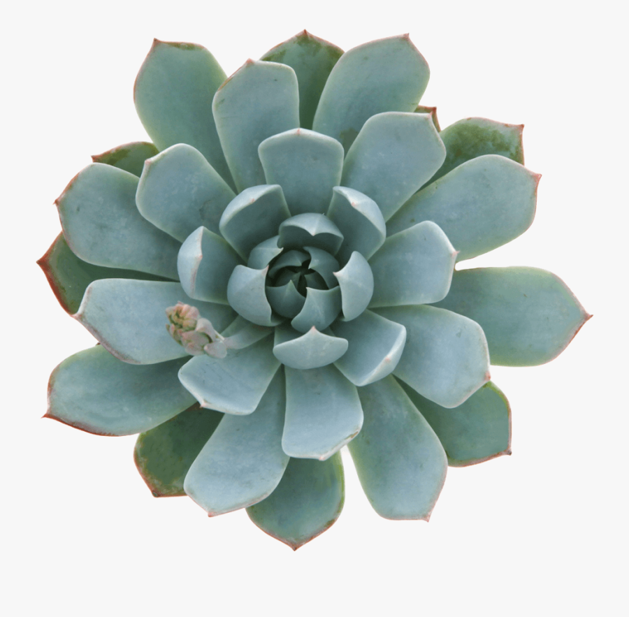 Clip Art Echeveria Mazarine Esheveria Pinterest - Succulent Plant, Transparent Clipart
