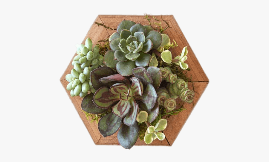 Succulents On Wooden Base - Succulent Gardens, Transparent Clipart