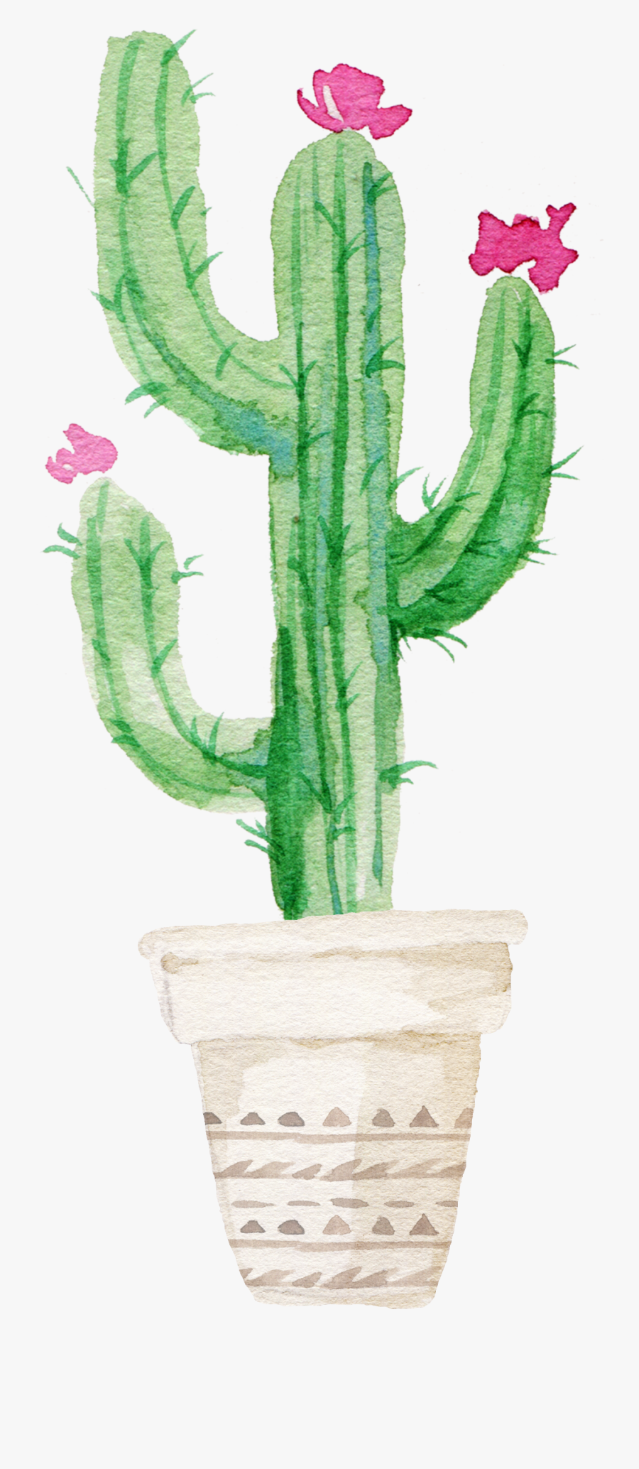 Succulent Plant Watercolor - Transparent Background Watercolor Cactus, Transparent Clipart