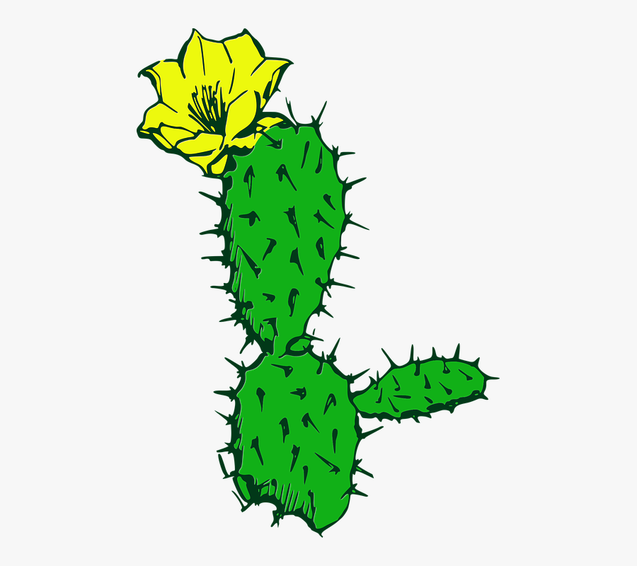Cactus, Flower, Desert, Plant, Succulent, Cacti - Não Toque Nos Cactos, Transparent Clipart